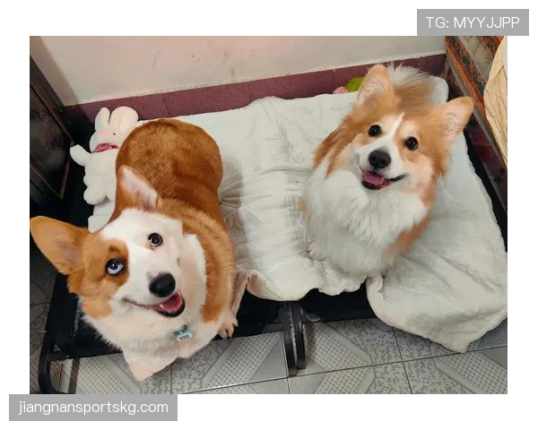 拉皮诺家的狗都比某些人年薪高